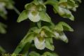 Epipactis purpurata